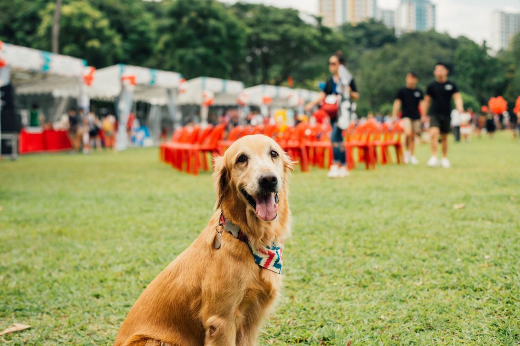 pet owners can attend pet events to socialize with likeminded people